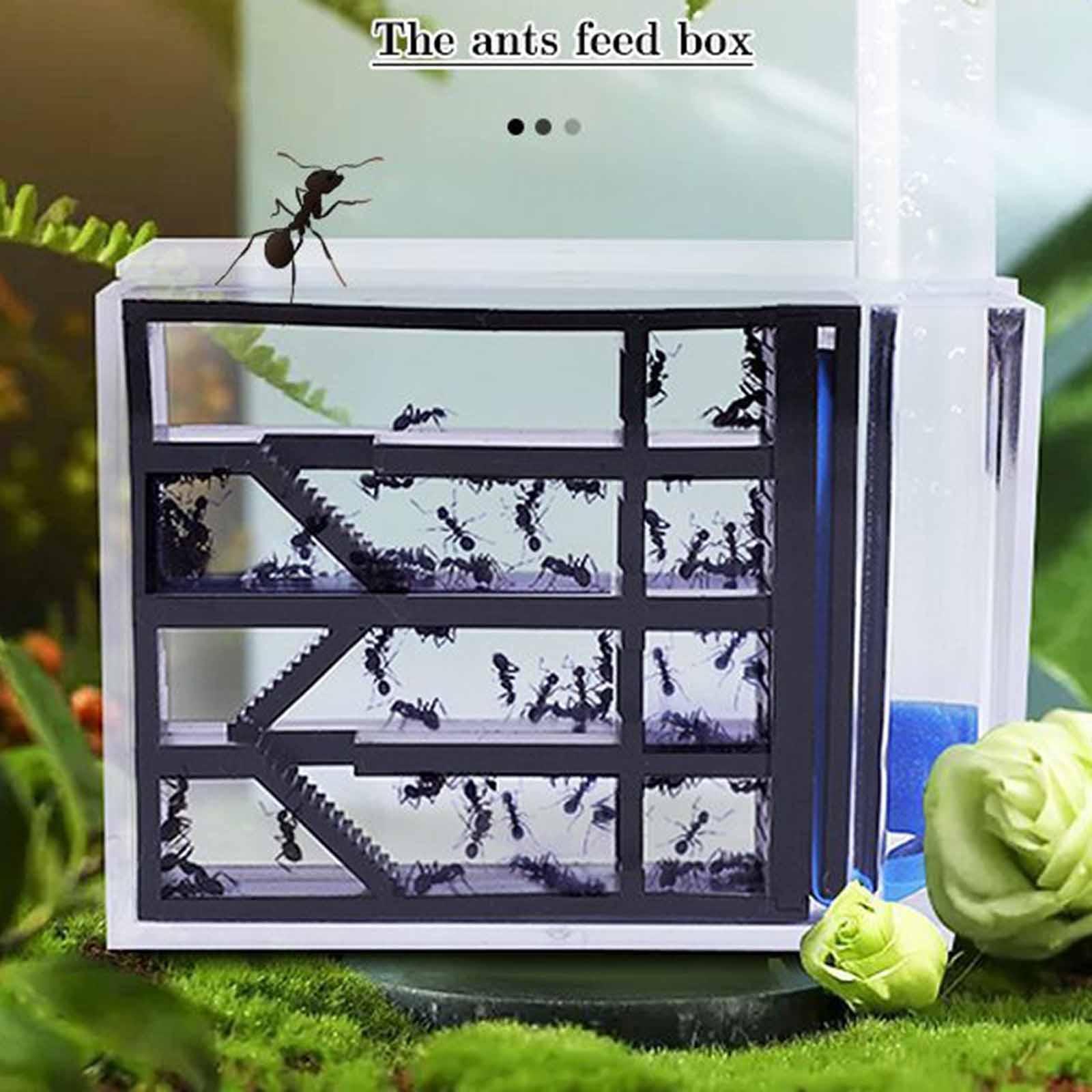 ANT Farm DIY Science Education - Home Decor Habitat reseña y precio