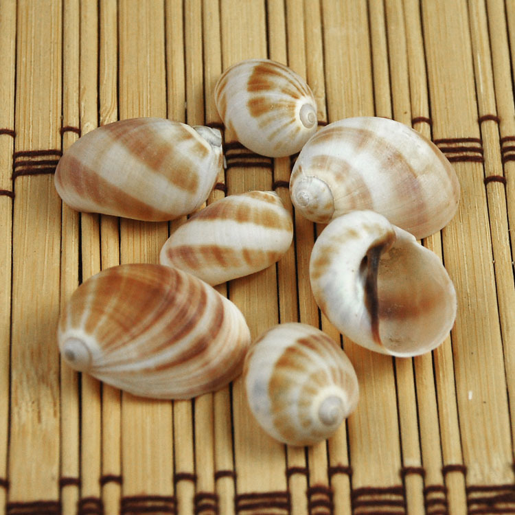 Natural Monetaria annulus Shel - Home Decor Habitat reseña y precio