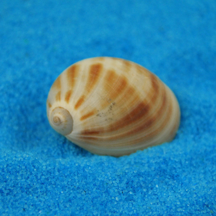 Natural Monetaria annulus Shel - Home Decor Habitat reseña y precio