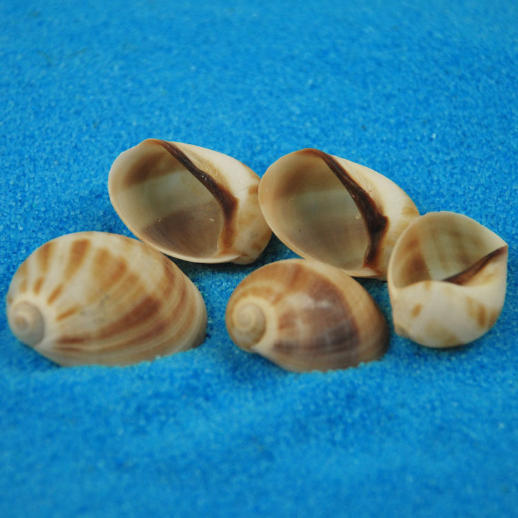 Natural Monetaria annulus Shel - Home Decor Habitat reseña y precio