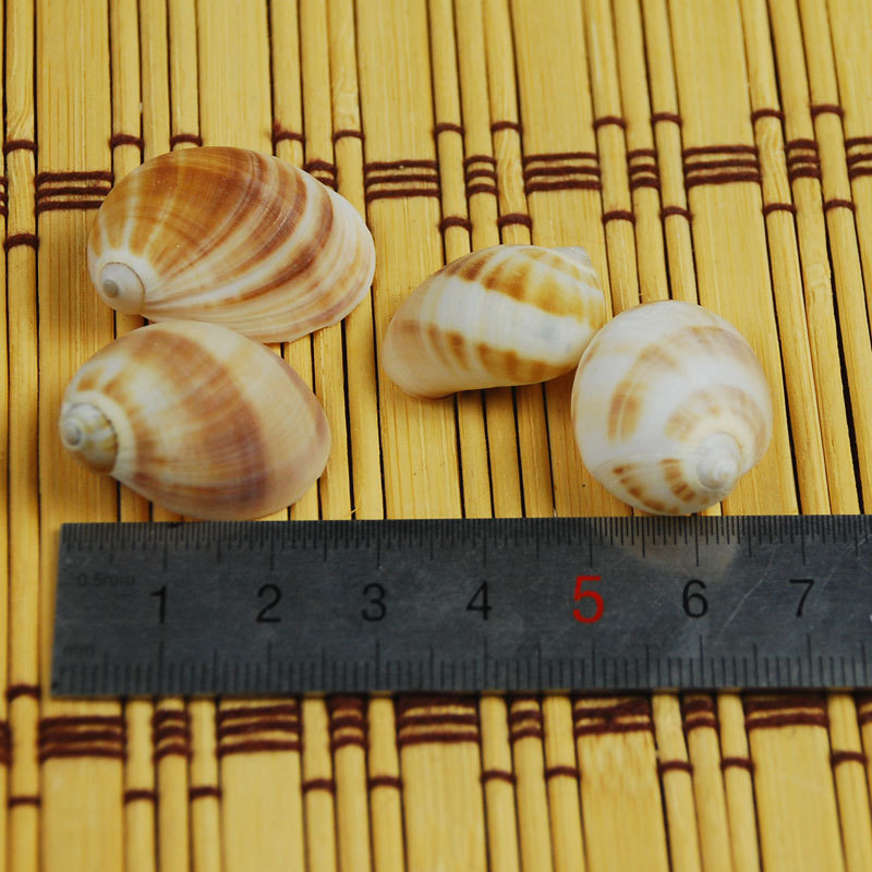 Natural Monetaria annulus Shel - Home Decor Habitat reseña y precio