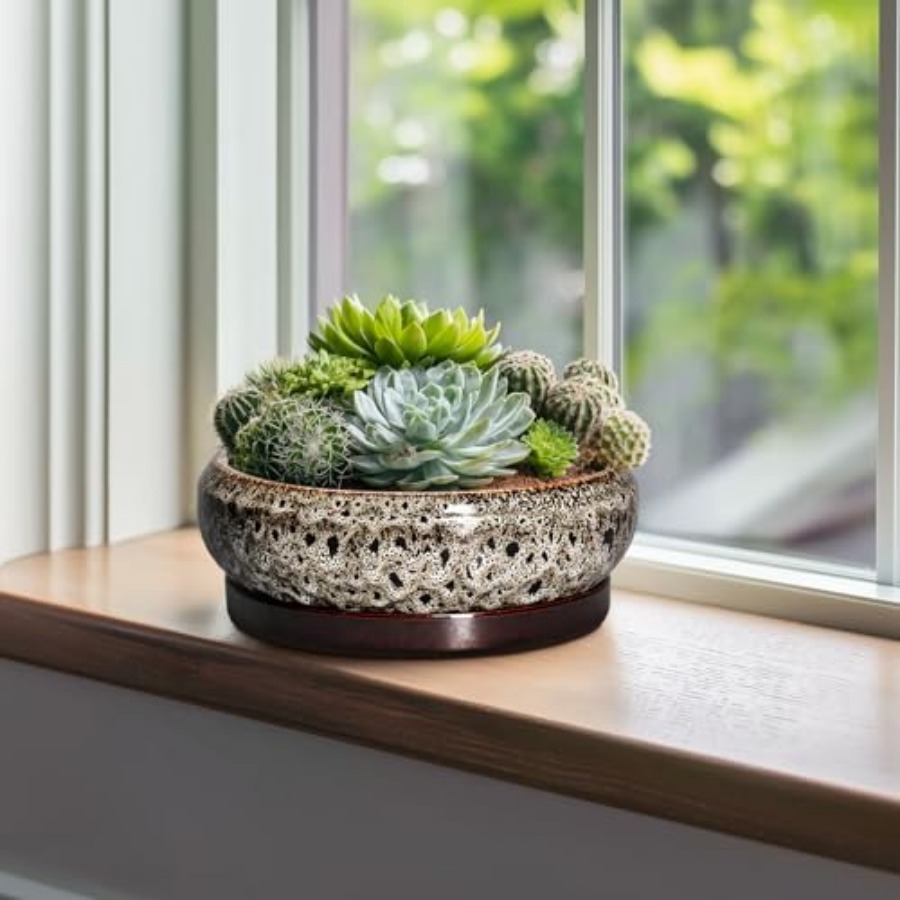 Succulent Pots - Ceramic Bonsa - Succulent Planter Pot reseña y precio