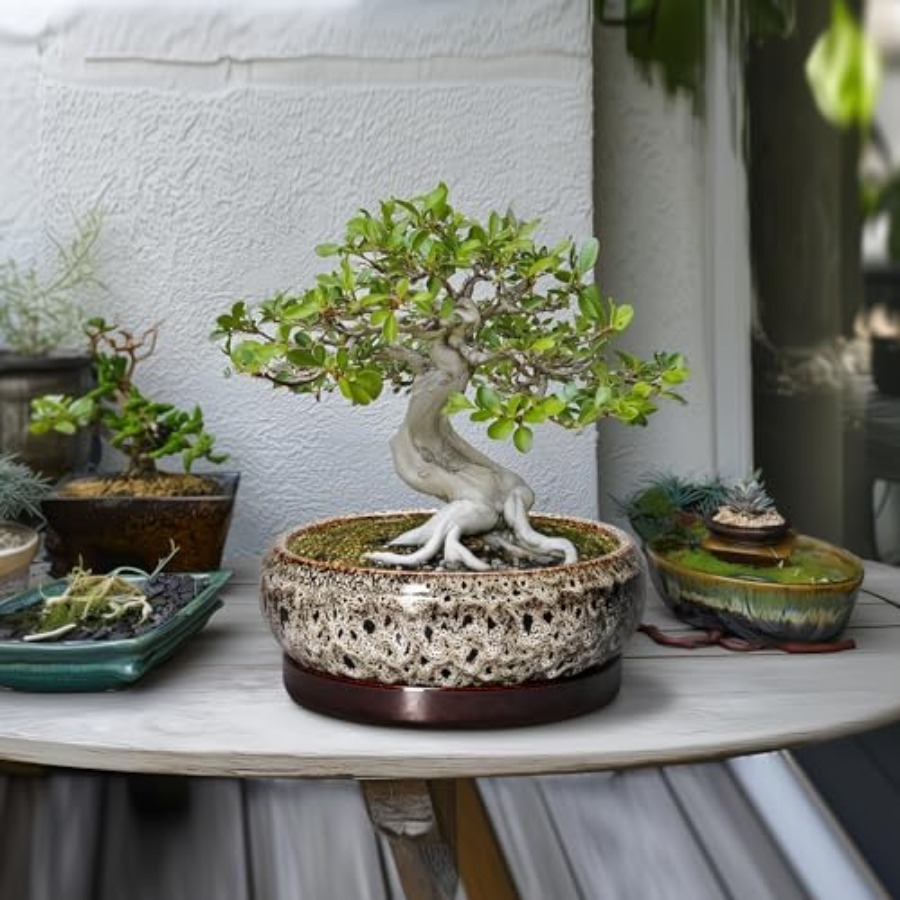 Succulent Pots - Ceramic Bonsa - Succulent Planter Pot reseña y precio