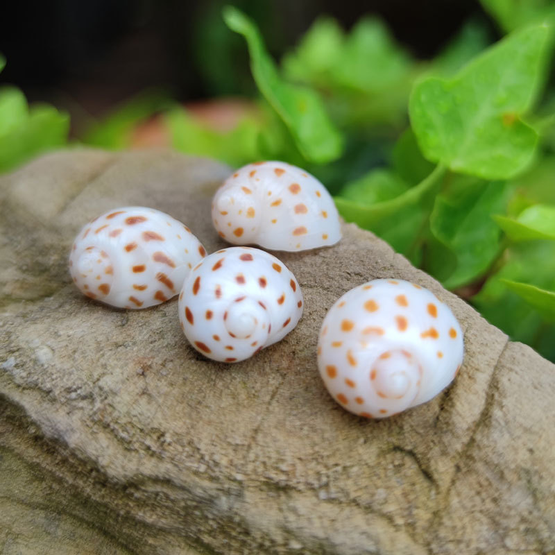 Natural Natica maculosa Shell  - Home Decor Habitat reseña y precio