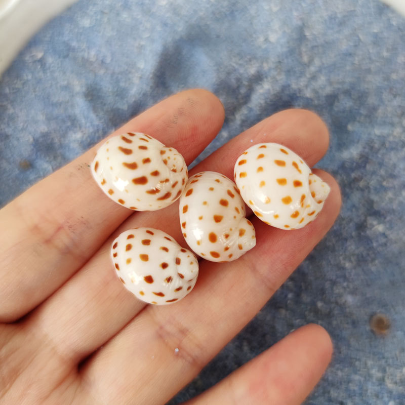Natural Natica maculosa Shell  - Home Decor Habitat reseña y precio
