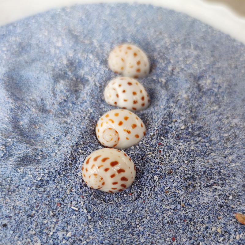Natural Natica maculosa Shell  - Home Decor Habitat reseña y precio