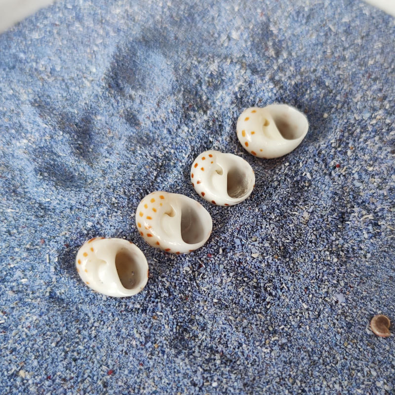 Natural Natica maculosa Shell  - Home Decor Habitat reseña y precio