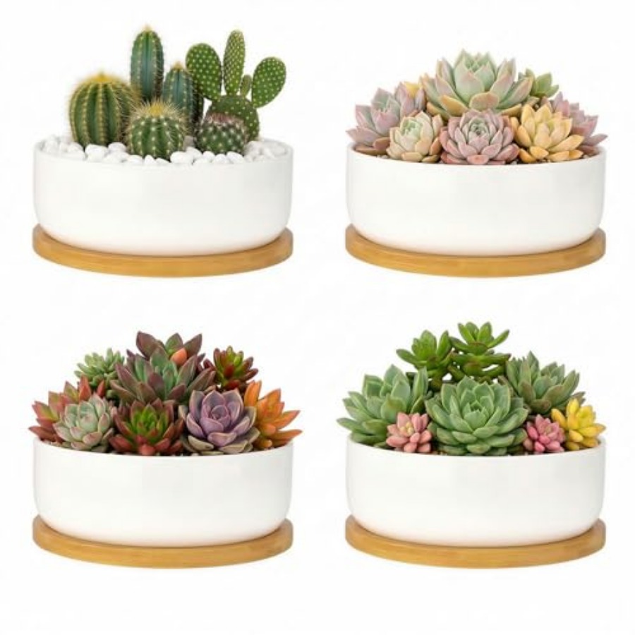Succulent Pots6 ch Succulent P - Succulent Planter Pot reseña y precio